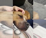 Small #36 American Pit Bull Terrier Mix