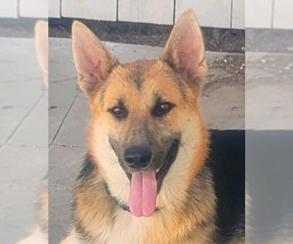 Medium Photo #1 German Shepherd Dog-Unknown Mix Puppy For Sale in Lake Forest, CA, USA