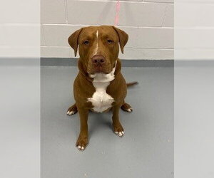 Mutt Dogs for adoption in St. Cloud, FL, USA