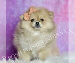 Small #4 Pomeranian