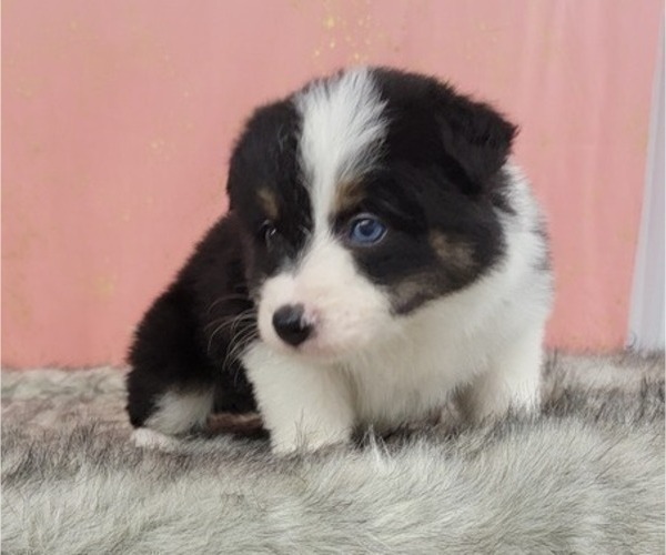 Medium Photo #2 Border Collie Puppy For Sale in BLAKESBURG, IA, USA