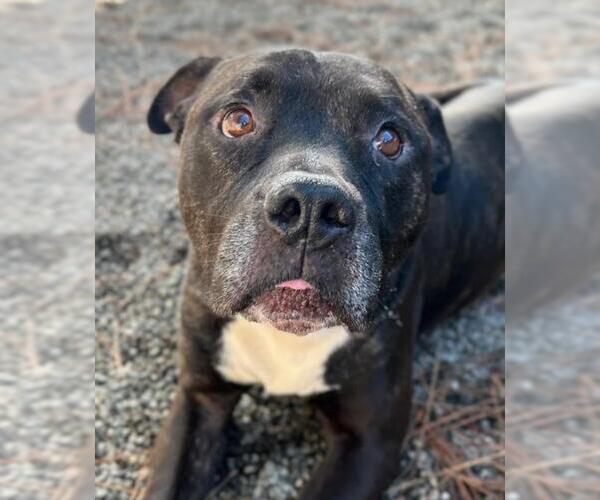 Medium Photo #2 Mutt Puppy For Sale in Woodland, CA, USA