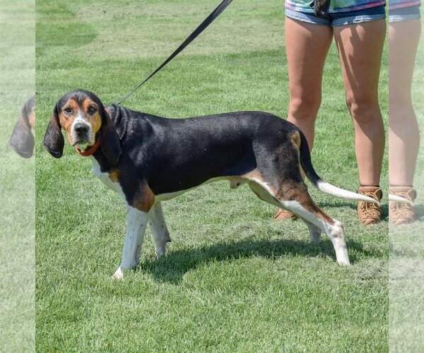Medium Photo #3 Coonhound Puppy For Sale in Huntley, IL, USA