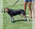 Small Photo #3 Coonhound Puppy For Sale in Huntley, IL, USA