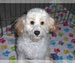 Small #5 Cavapoo-Poodle (Miniature) Mix