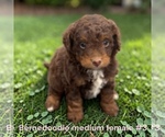 Small #5 Bernedoodle (Miniature)
