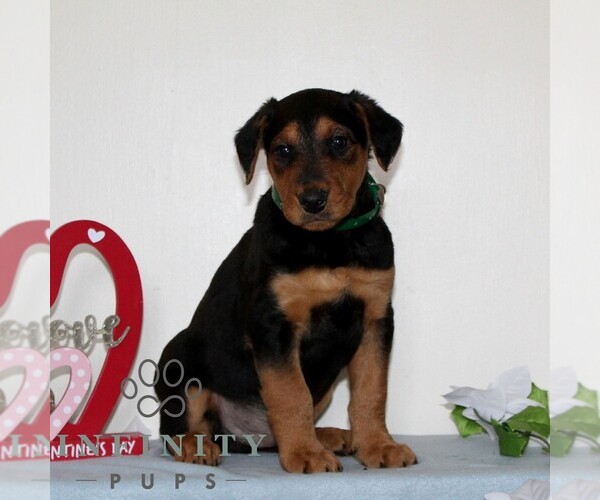Medium Photo #1 Airedale Terrier Puppy For Sale in HOLTWOOD, PA, USA