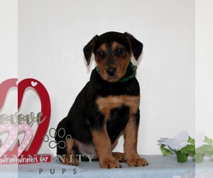 Airedale Terrier Puppy for sale in HOLTWOOD, PA, USA