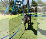 Small Mountain Cur Mix