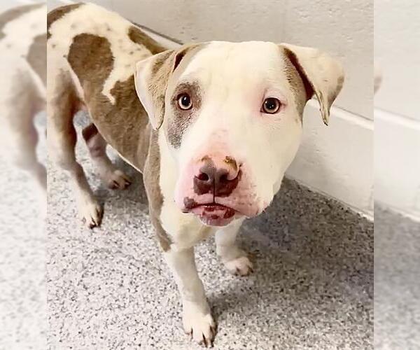 Medium Photo #2 Mutt Puppy For Sale in Houston, TX, USA