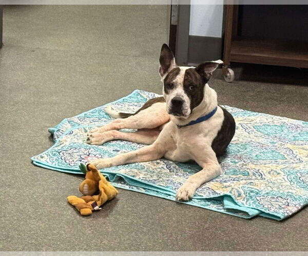 Medium Photo #6 American Pit Bull Terrier-Unknown Mix Puppy For Sale in Germantown, OH, USA