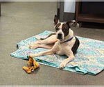 Small #5 American Pit Bull Terrier Mix