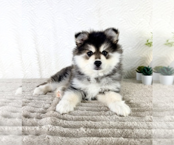Medium Photo #5 Pomsky Puppy For Sale in GREENFIELD, IN, USA