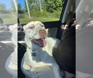 Freckles - Male Catahoula Leopard Dog-Unknown Mix Dog for Adoption - Photo #9