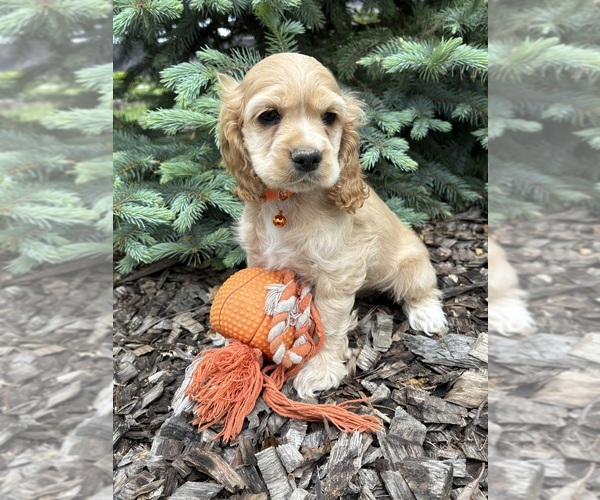 Medium Photo #2 Cocker Spaniel Puppy For Sale in MIDDLEBURY, IN, USA