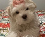 Small Photo #1 Maltese Puppy For Sale in VANCOUVER, WA, USA
