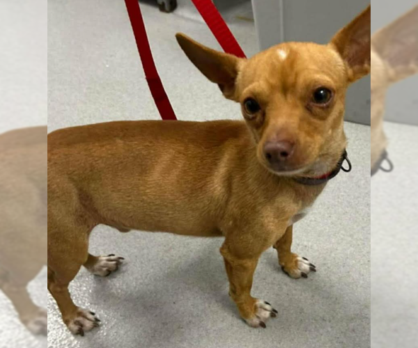 Medium Photo #1 Chihuahua-Unknown Mix Puppy For Sale in Cranston, RI, USA