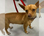 Small Chihuahua Mix