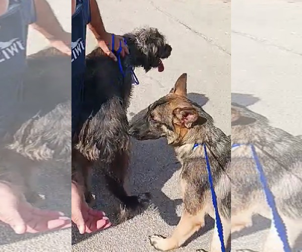 Medium Photo #3 German Shepherd Dog Puppy For Sale in Kankakee, IL, USA