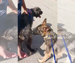 Small #2 German Shepherd Dog