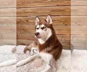 Mother of the Siberian Husky puppies born on 11/02/2025