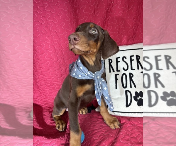 Medium Photo #1 Doberman Pinscher Puppy For Sale in GREENFIELD, IN, USA