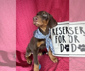 Doberman Pinscher Puppy for sale in GREENFIELD, IN, USA