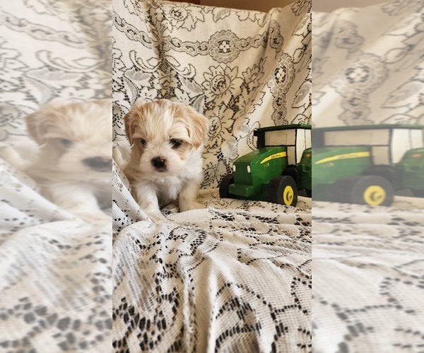 Medium Photo #5 Mal-Shi Puppy For Sale in GREENWOOD, WI, USA