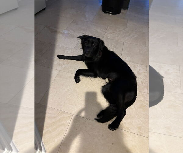 Medium Photo #4 Mutt Puppy For Sale in Rosenberg, TX, USA