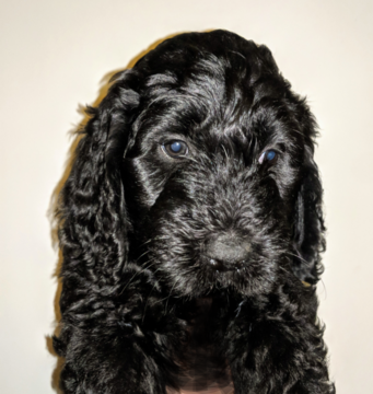 Medium Photo #12 Goldendoodle Puppy For Sale in ROSCOE, IL, USA