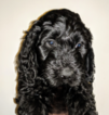 Small Photo #12 Goldendoodle Puppy For Sale in ROSCOE, IL, USA