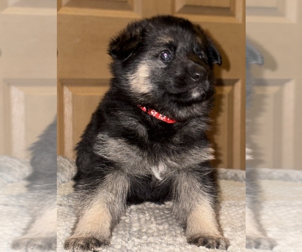 Medium Photo #7 German Shepherd Dog Puppy For Sale in SUMPTER TWP, MI, USA