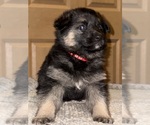 Small #6 German Shepherd Dog