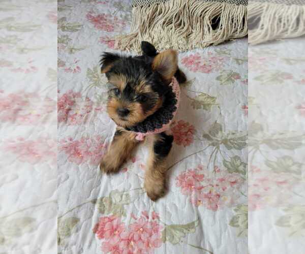 Medium Photo #6 Yorkshire Terrier Puppy For Sale in HIALEAH, FL, USA