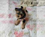Small Photo #6 Yorkshire Terrier Puppy For Sale in HIALEAH, FL, USA