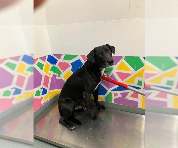 Medium Photo #1 Labbe Puppy For Sale in Baytown, TX, USA