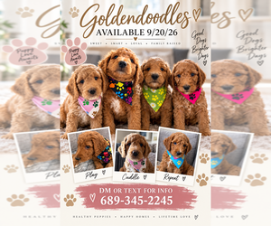Goldendoodle mix (+ Poodle Standard) Puppy for sale in SEFFNER, FL, USA