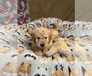 Goldendoodle Puppy for sale in OLYMPIA, WA, USA