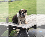 Small Photo #1 English Bulldog Puppy For Sale in WYTHEVILLE, VA, USA