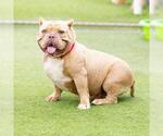 Small #1 American Pit Bull Terrier-Bulldog Mix