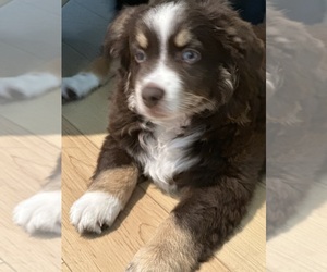 Miniature Australian Shepherd Puppy for sale in BROOKSVILLE, FL, USA