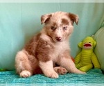 Small Photo #15 Miniature Australian Shepherd Puppy For Sale in BOUSE, AZ, USA