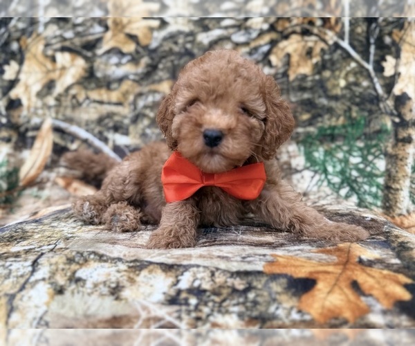 Medium Photo #6 Cavapoo (Miniature) Puppy For Sale in LAKELAND, FL, USA
