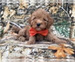 Archie - Male Cavapoo (Miniature) Puppy for Sale - Photo #6