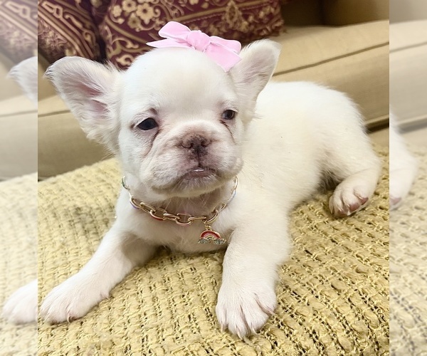 Medium Photo #3 French Bulldog Puppy For Sale in SNELLVILLE, GA, USA