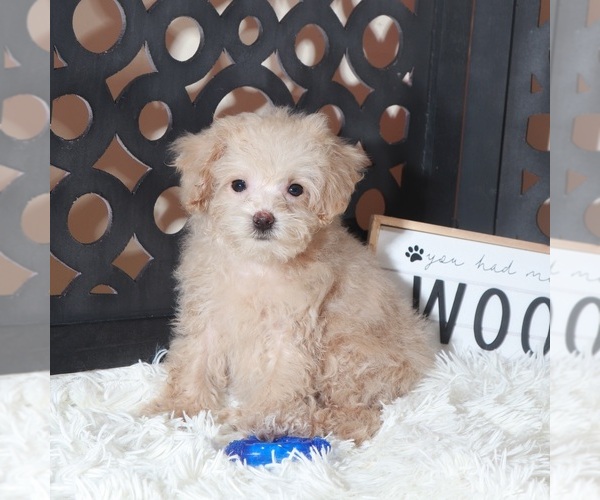 Medium Photo #5 Maltipoo (Miniature) Puppy For Sale in MOUNT VERNON, OH, USA