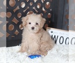 Small #4 Maltipoo (Miniature)