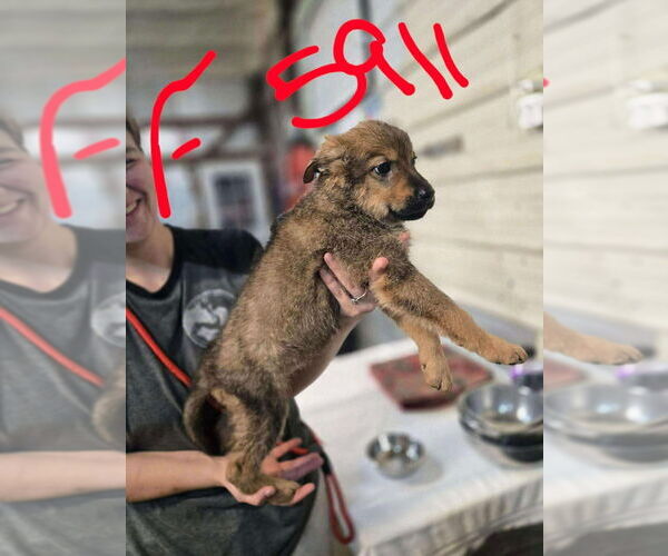 Medium Photo #2 German Shepherd Dog Puppy For Sale in Foristell, MO, USA