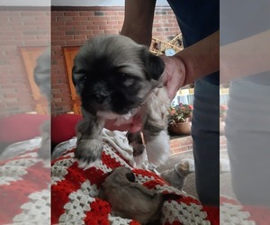 Shih Tzu Puppy for sale in MARION, IN, USA