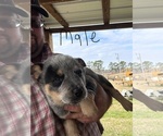 Small #7 Australian Cattle Dog